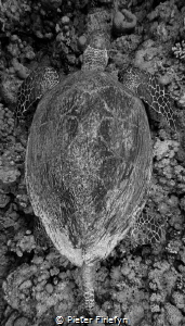 Hawksbill by Pieter Firlefyn 